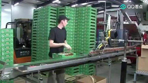 现代农业机械加工科技 西红柿自动包装线